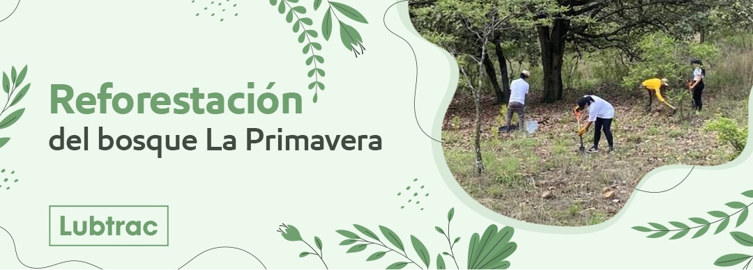 Reforestación del bosque La Primavera